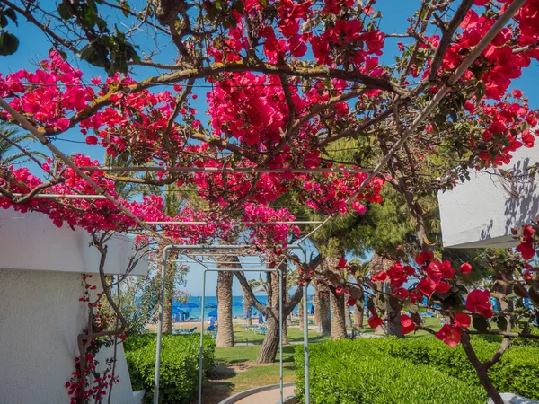 Yunan Adası'nda güzel renkli çiçek çiçekleri