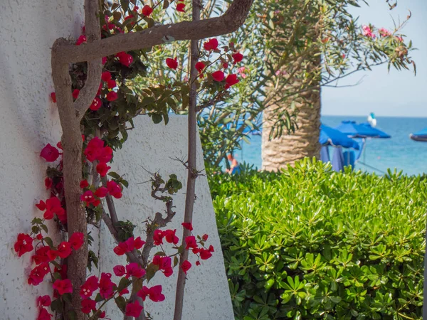 Yunan Adası'nda güzel renkli çiçek çiçekleri