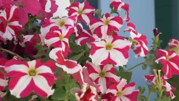 Decoración tradicional de flores de estilo mediterráneo en la calle — Vídeo de stock