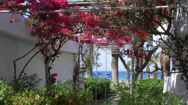 Piękne kolorowe kwiaty kwitną w greckiej wyspie — Wideo stockowe