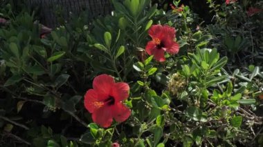 Yunan Adası'nda güzel Hibiscus renkli çiçekler