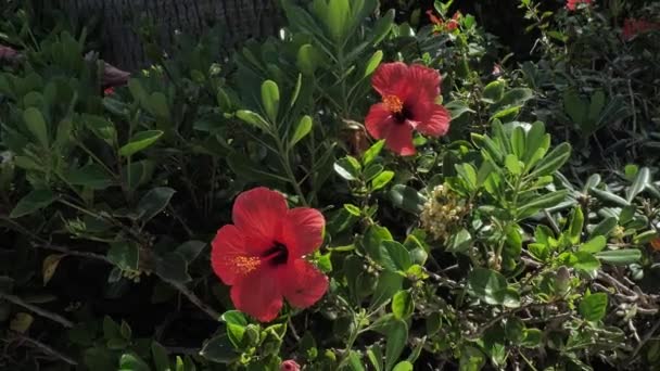 Vackra hibiskus färgstarka blomma blommor i grekiska ön — Stockvideo