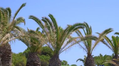 Rüzgarlı palmiye ağaçları ve berrak mavi su Avrupa ile güzel Akdeniz kıyı şeridi