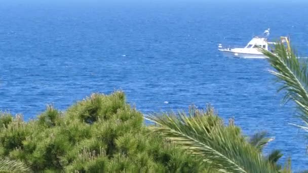 Bekijk Thru palmbomen schip zeilen dicht bij Turkije kust uitzicht vanuit de Griekenland — Stockvideo