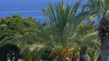 Rüzgarlı palmiye ağaçları ve berrak mavi su Avrupa ile güzel Akdeniz kıyı şeridi