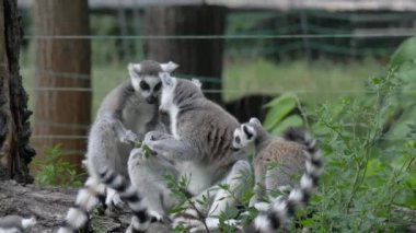 Komik hayvan catta lemur maymun, yeşil çim yakın görünümünde rahatlatıcı mücadele