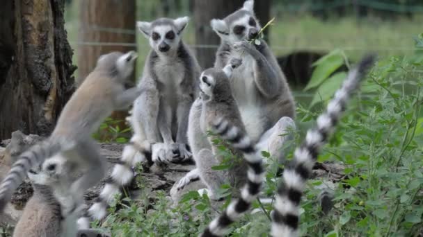 Divertente animale catta lemure scimmia, combattimento rilassante sull'erba verde vista da vicino — Video Stock