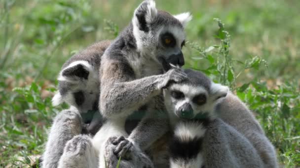Roliga djur Catta Lemur Monkey, tvätta koppla av på den gröna gräset nära utsikt — Stockvideo