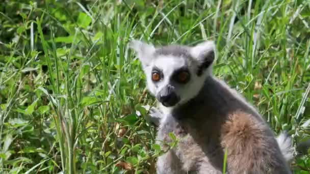 Ritratto Divertente animale scimmia lemure catta, rilassante sull'erba verde vista da vicino — Video Stock