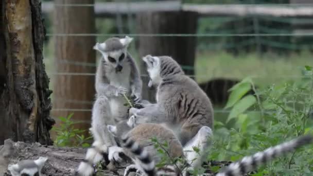 Animal engraçado família catta lemur macaco, relaxante na grama verde vista de perto — Vídeo de Stock