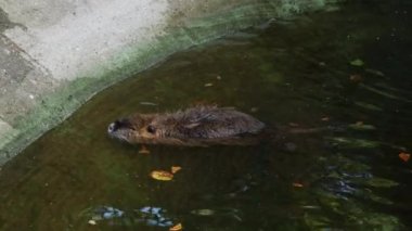 Nutria şehir su nehri veya çeşme closeup görünümünde yüzme