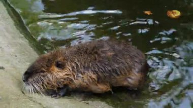 Nutria şehir su nehri veya çeşme closeup görünümünde yüzme