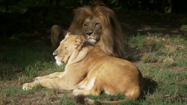 Schilderachtige close-up portret weergave paar leeuwen ontspannen — Stockvideo