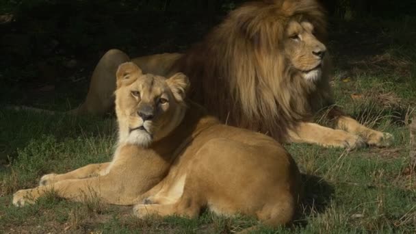 Naturskön närbild porträtt utsikt par lejon avkopplande — Stockvideo