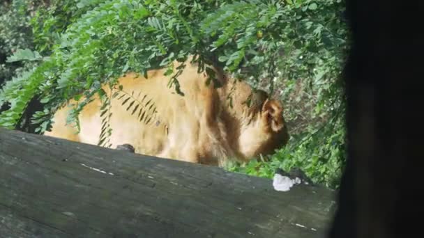 León hembra caminando en el arbusto bajo el árbol — Vídeos de Stock