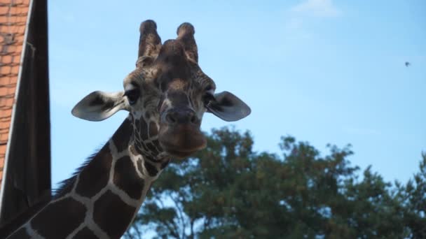 4k-video toont grappige Giraffe kauwen en het eten van groen als ze direct naar de camera kijken — Stockvideo