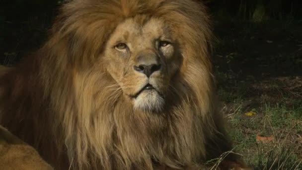 Scenic Close up portrait view couple of Lions relaxing — Stock Video