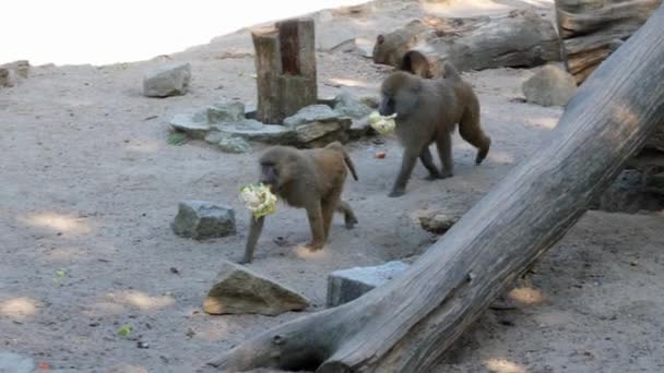 Deux singes se préparant à manger tenant de la nourriture chou-fleur 