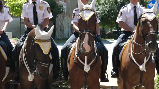 Montado polícia patrulha cavalo em evento público festival pessoas irreconhecíveis — Vídeo de Stock