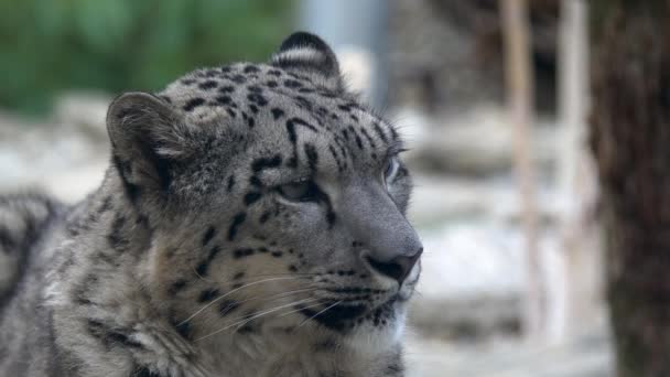 Slow motion Snow leopard Panthera uncia portrait closeup — Stock Video