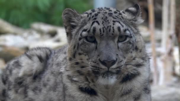 Slow motion Snow leopard Panthera uncia portrait closeup — Stock Video