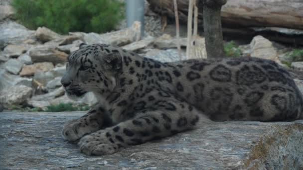 Snow leopard Panthera uncia relaxing on the huge stone — Stock Video