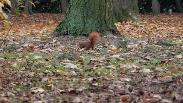 Beautiful Close up Tiro na Floresta. Esquilo vermelho come uma porca tempo de outono — Vídeo de Stock