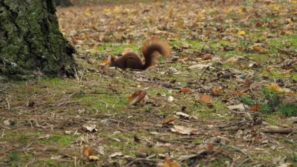 Mooie close-up schot in het bos. Rode eekhoorn eet een moer herfst tijd — Stockvideo