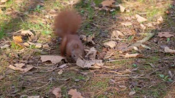 Gyönyörű közelről shot az erdőben. Red Squirrel eszik egy anya őszi idő — Stock videók