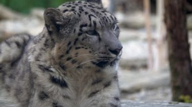 Kar leoparı Panthera uncia yakın portre