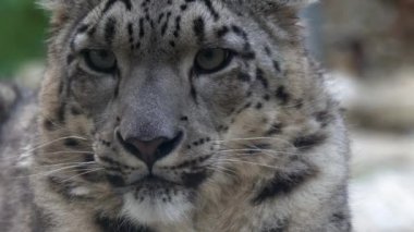 Kar leoparı Panthera uncia yakın portre