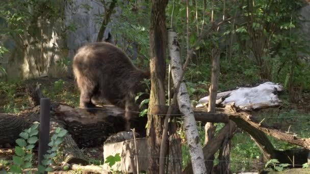 Très vieux adorable ours marchant dans le zoo — Video