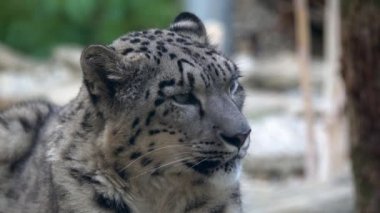 Kar leoparı Panthera uncia yakın portre