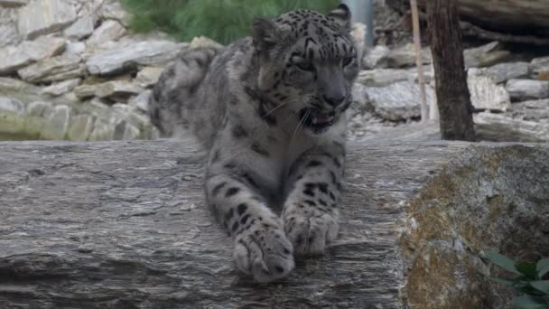 Leopardo de la nieve Panthera uncia bostezando perezoso — Vídeo de stock