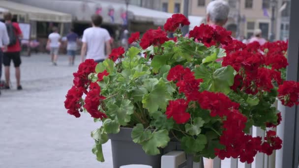 Życie ulicy w centrum Europejskiego widoku miasta przez czerwone kwiaty ludzie w tle chodzić po ulicy i robić zdjęcia turystów — Wideo stockowe