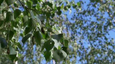 Huş catkin çiçek ve mavi gökyüzü ile yaprakları , yakın çekim yavaş hareket