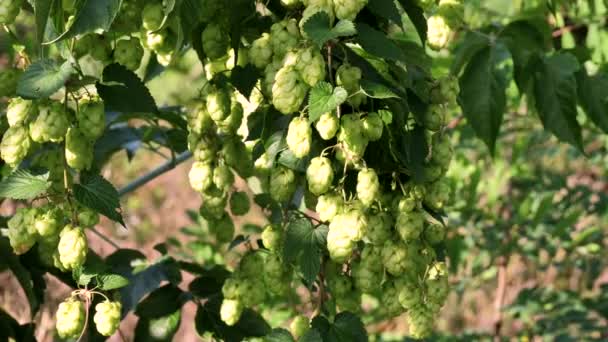 Close up green hop humulus in slow motion — Stock Video