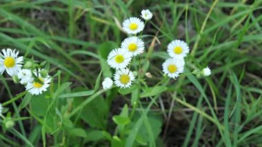 Papatya çiçekleri yeşil otlarla yakın. Papatya çiçekleri. Yaz aylarında çiçek açan tıbbi papatyaile güzel doğa sahnesi. Camomille geçmişi. 4k Uhd video