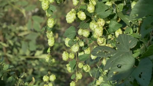 Scenic sunset with sunflare and rays of green hop humulus in slow motion — Stock Video