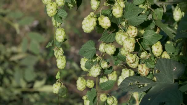 Närbild Green hop Humulus i slow motion — Stockvideo