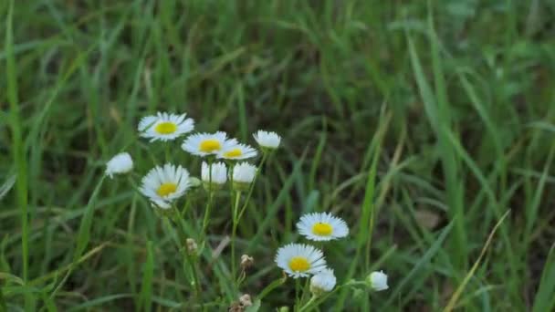Kamomill blommor fältet närbild med grönt gräs. Daisy blommor. Vacker natur scen med blommande medicinska chamomilles på sommaren. Camomille bakgrund. 4K UHD-video — Stockvideo