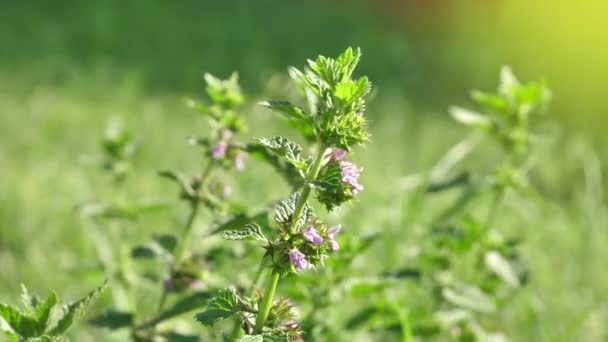 Urtica dioica, shalow DOF known as medical plant, common nettle, stinging nettle, or nettle leaf, ornettle or stinger, is flowering plant in family Urticaceae, used in naturopathy — Stock Video