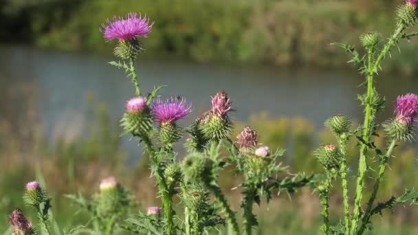 Vild växtmjölk nära floden Silybum Marianum eller Cardus Marianus läkande ört som används i läkemedel, Naturopati och Folk helande, Sharp Thorns och lila röda blomstÃ ¤llning Flower Macro. — Stockvideo