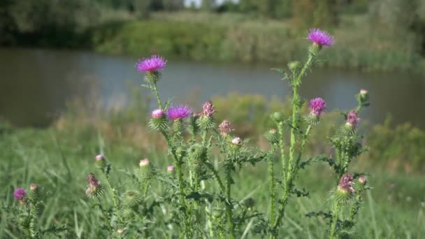 Divoké rostlinné mléko v blízkosti řeky Silybum Marianum nebo Cardus Marianus Léčivé byliny používané ve farmacii, Naturopatie a lidové léčení, ostré trny a purpurově červené záře Květinové makro. — Stock video