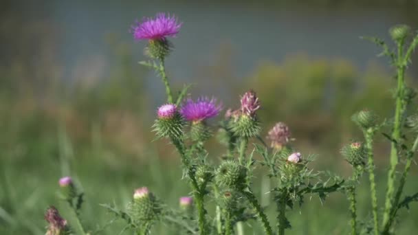 Wild Plant Milk close to river Silybum Marianum or Cardus Marianus Healing Herb used in the Pharmaceutical, Naturopathy and Folk Healing, Sharp Thorns and Purple Red Inflorescence Flower Macro. — Stock Video