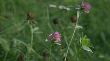 Kırmızı mor yonca folyo çiçekleri trifolium pratense yakın çekim zamanı yeşil çimlerde.