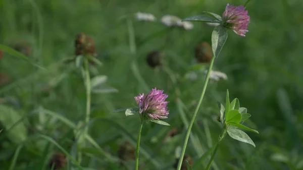 Trevo roxo vermelho trevo flores trifolium pratense close up view summe time in green grass — Fotografia de Stock