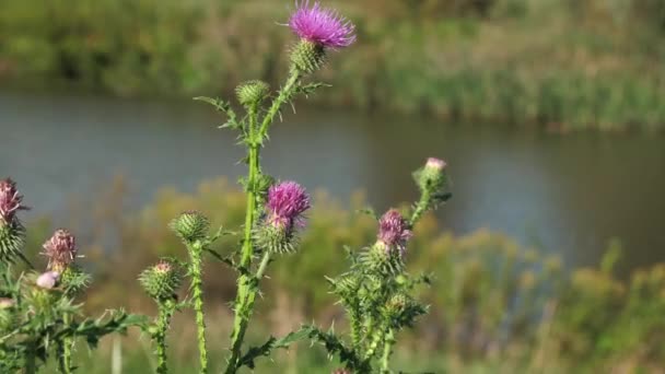 Άγρια φυτικό γάλα κοντά στον ποταμό Thistle Silybum Marianum ή Cardus Marianus Θεραπευτικό βότανο που χρησιμοποιείται στη φαρμακευτική, Naturopathy, αιχμηρά αγκάθια και πορφυρό κόκκινο ανθοφορία. — Αρχείο Βίντεο