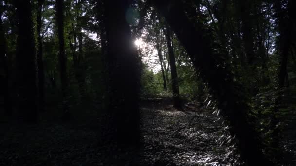 Green dark forest ivy trees sunlight in background — Stock Video