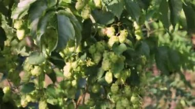 Yavaş çekimde yeşil hop uğultusu kapatın